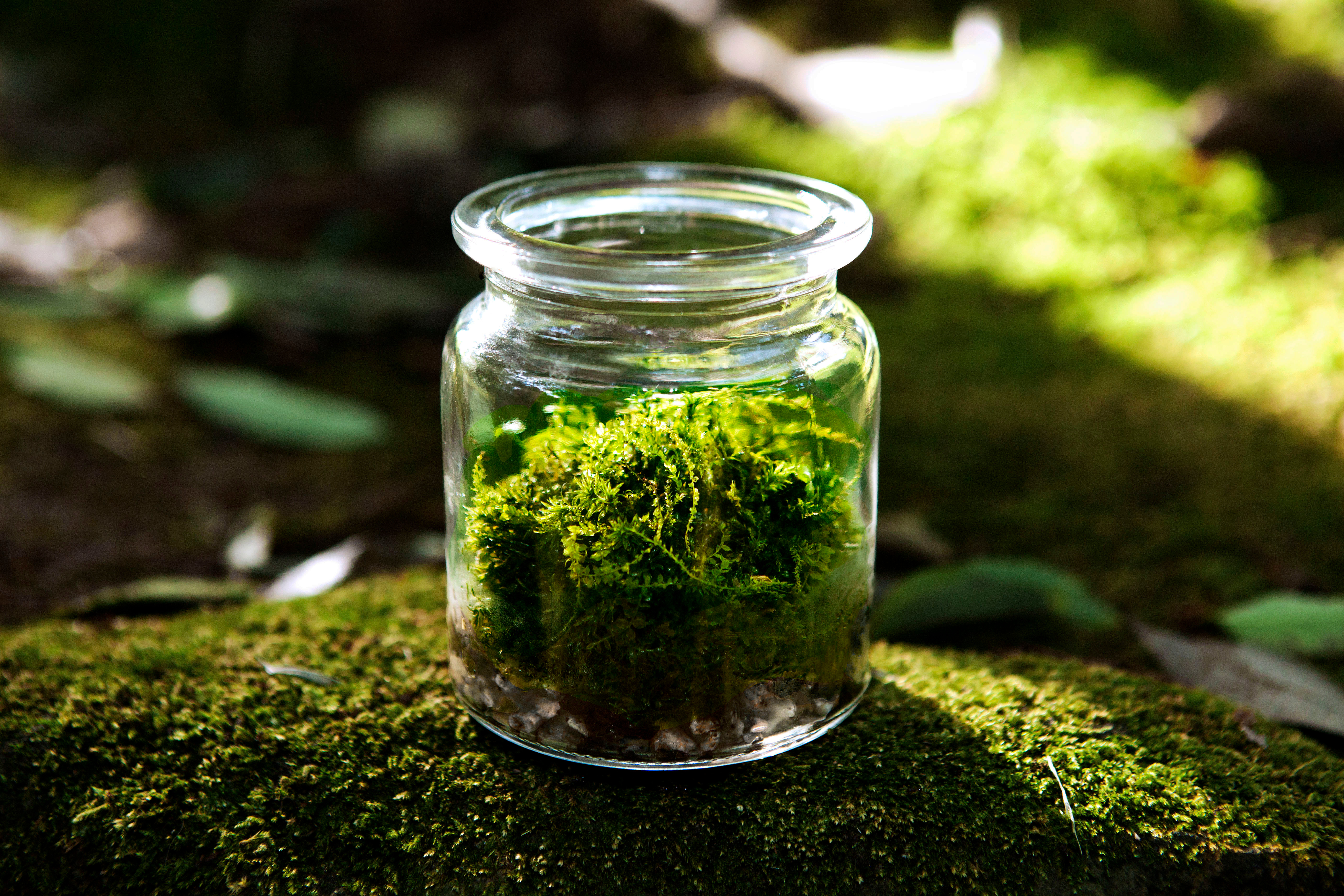 苔テラリウム